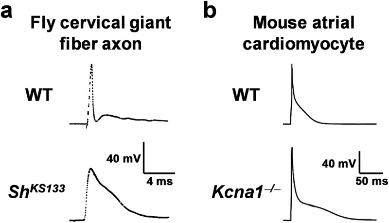 Kv1.1 channel subunits in the control of neurocardiac function.