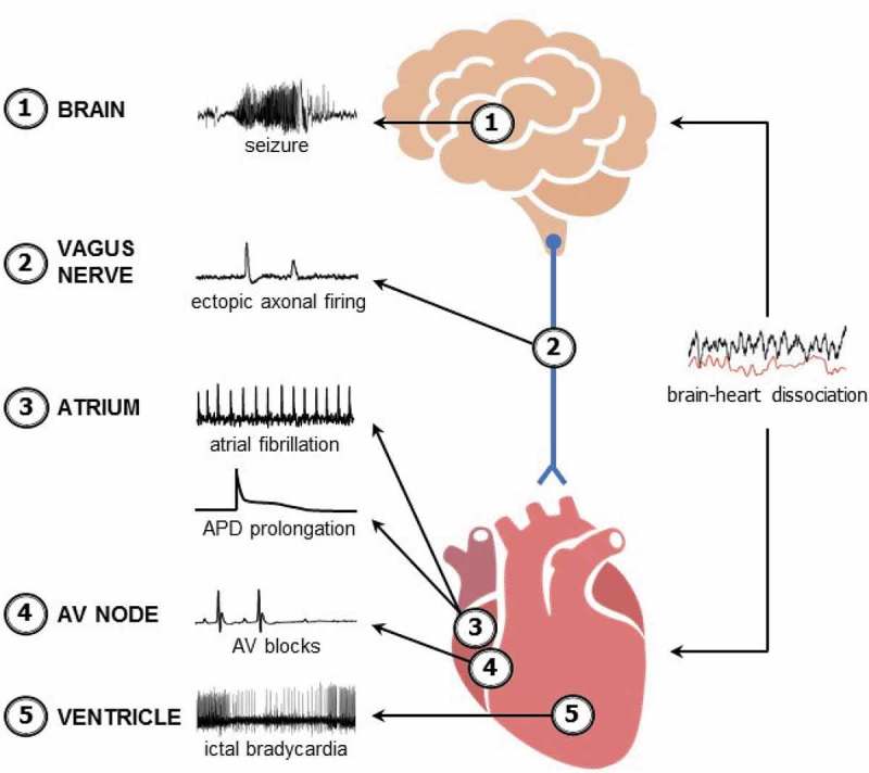 Kv1.1 channel subunits in the control of neurocardiac function.