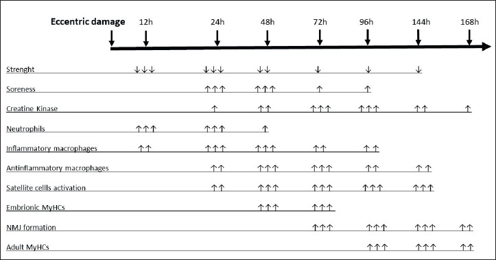 Physiological aspects of muscular adaptations to training translated to neuromuscular diseases.