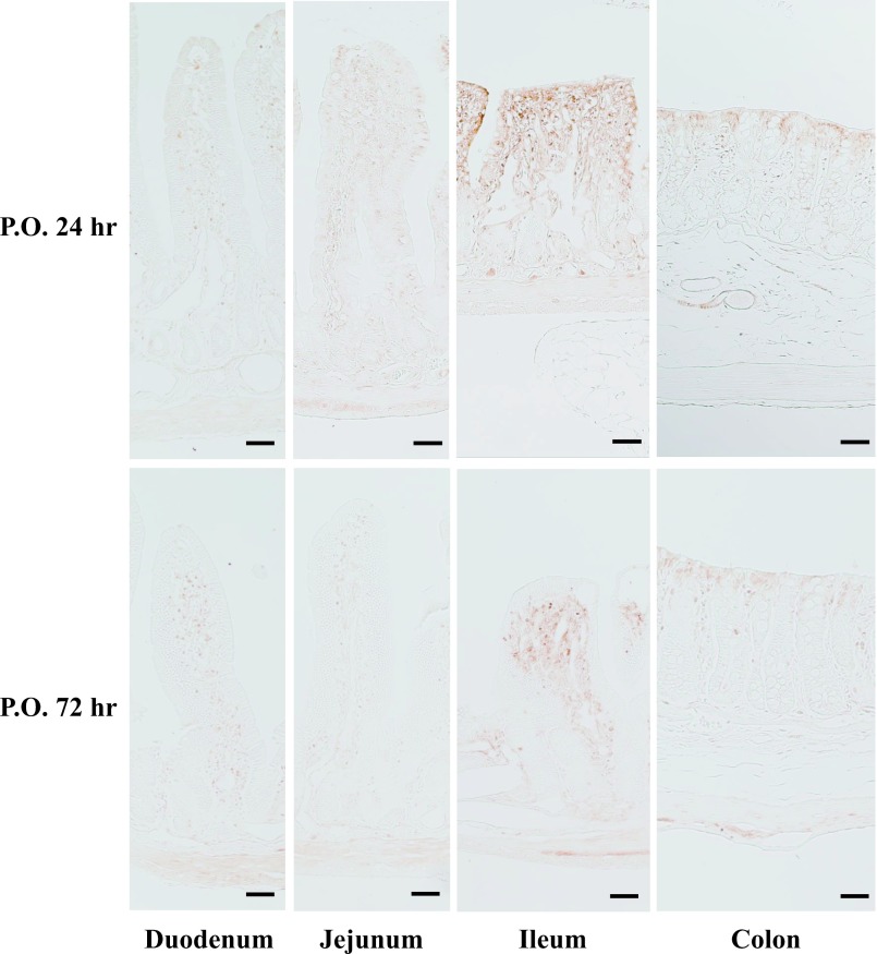 Localization and Accumulation Studies of Dacomitinib in Rat Intestines and Skin by Immunohistochemistry.