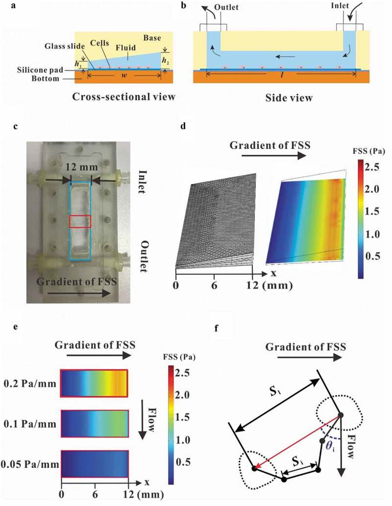 Gradient fluid shear stress regulates migration of osteoclast precursors.