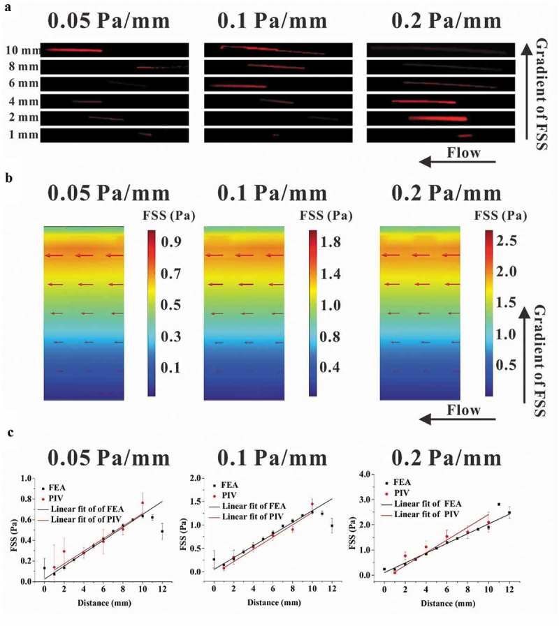 Gradient fluid shear stress regulates migration of osteoclast precursors.