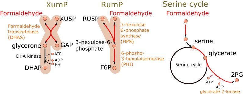 Evaluation of synthetic formaldehyde and methanol assimilation pathways in <i>Yarrowia lipolytica</i>.