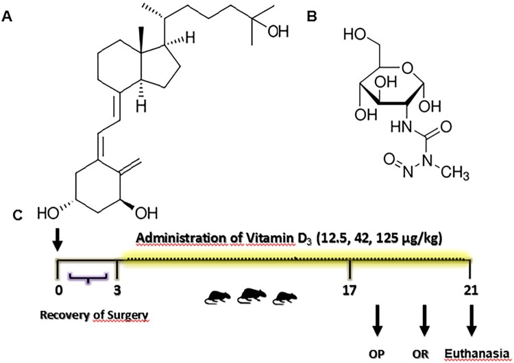 Protection of cholinergic and antioxidant system contributes to the effect of Vitamin D<sub>3</sub> ameliorating memory dysfunction in sporadic dementia of Alzheimer's type.