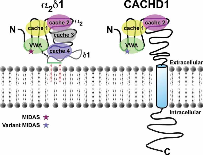 CACHD1: A new activity-modifying protein for voltage-gated calcium channels.