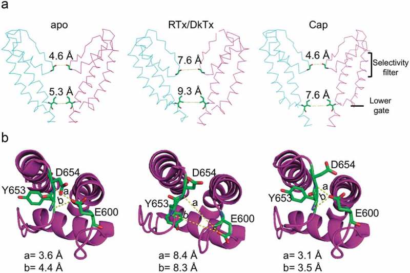 TRP ion channels: Proteins with conformational flexibility.