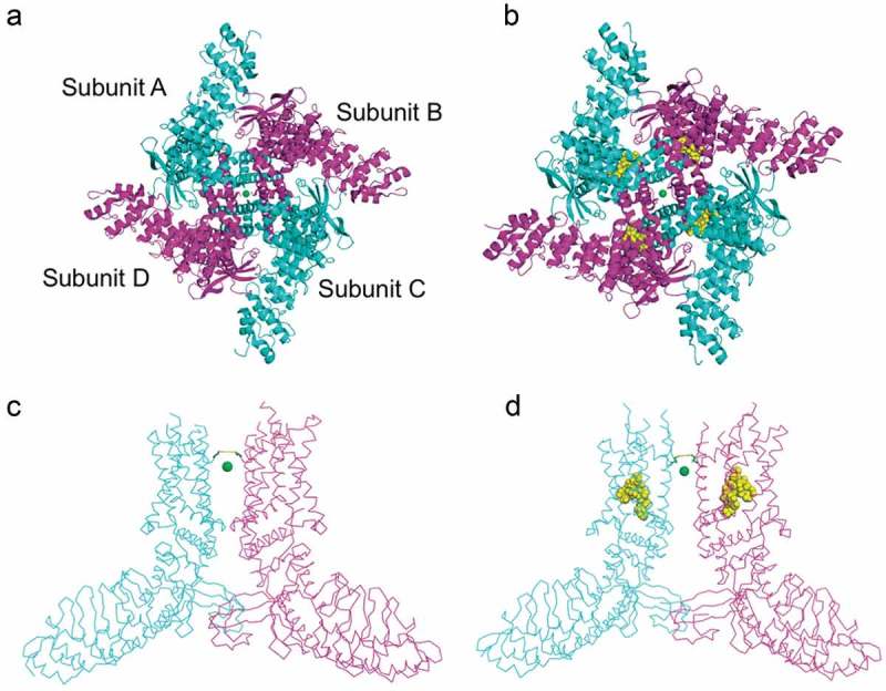 TRP ion channels: Proteins with conformational flexibility.