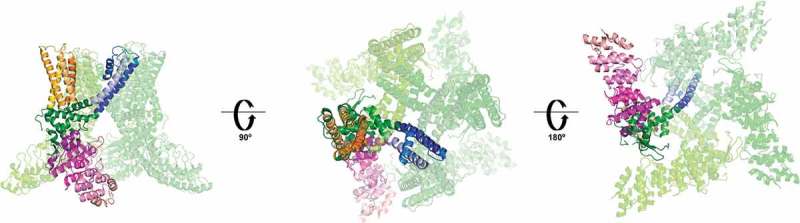 TRP ion channels: Proteins with conformational flexibility.