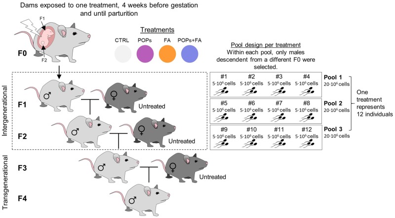 Folic acid supplementation reduces multigenerational sperm miRNA perturbation induced by <i>in utero</i> environmental contaminant exposure.