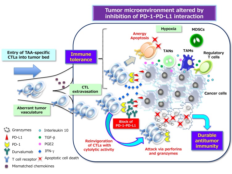 Immune Checkpoint Inhibitors for the Treatment of Unresectable Stage III Non-Small Cell Lung Cancer: Emerging Mechanisms and Perspectives.