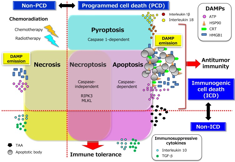 Immune Checkpoint Inhibitors for the Treatment of Unresectable Stage III Non-Small Cell Lung Cancer: Emerging Mechanisms and Perspectives.