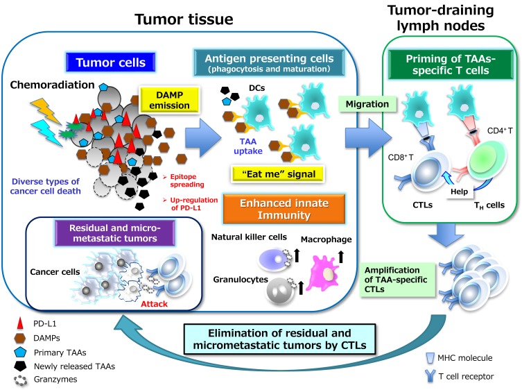 Immune Checkpoint Inhibitors for the Treatment of Unresectable Stage III Non-Small Cell Lung Cancer: Emerging Mechanisms and Perspectives.