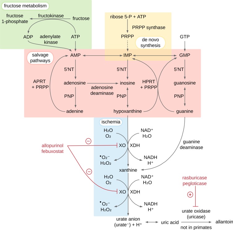 Hyperuricemia and Hypertension: Links and Risks.