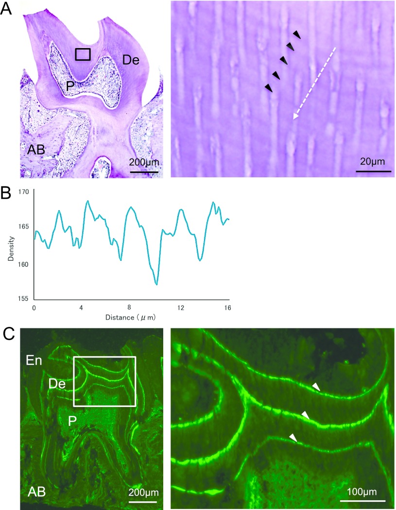 Incremental Growth Lines in Mouse Molar Dentin Represent 8-hr Ultradian Rhythm.