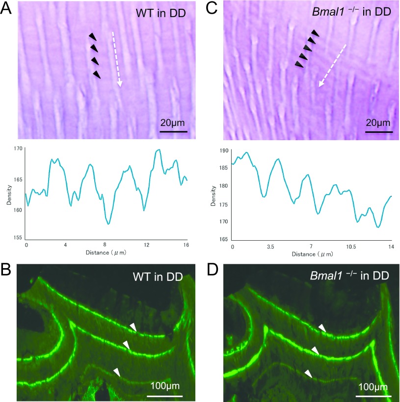 Incremental Growth Lines in Mouse Molar Dentin Represent 8-hr Ultradian Rhythm.