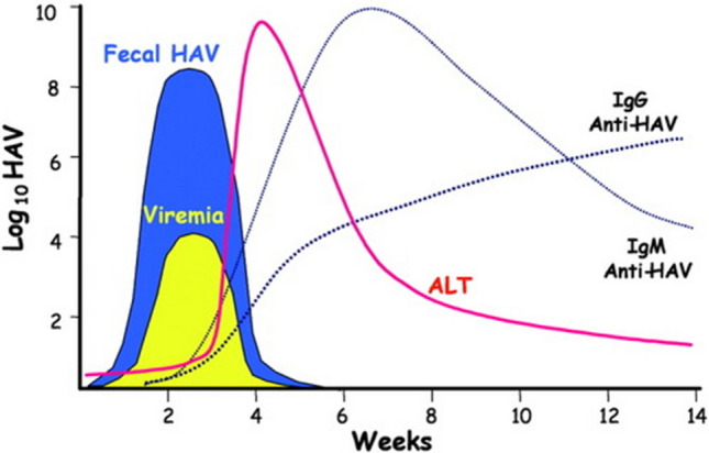 Increasing Burden of Hepatitis A in Adolescents and Adults and the Need for Long-Term Protection: A Review from the Indian Subcontinent.
