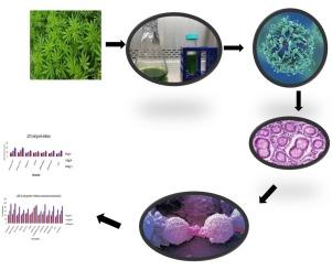 Cannabis sativa L. Extracts can reverse drug resistance in colorectal carcinoma cells in vitro