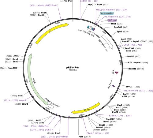 Efficient Modulation of TP53 Expression in Human Induced Pluripotent Stem Cells