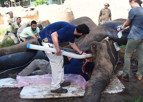 The current state of zoological medicine in zoos and aquariums in Latin America