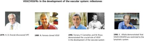 The discovery of the fundamental role of VEGF in the development of the vascular system