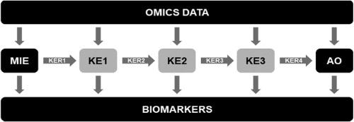 Omics-based input and output in the development and use of adverse outcome pathways