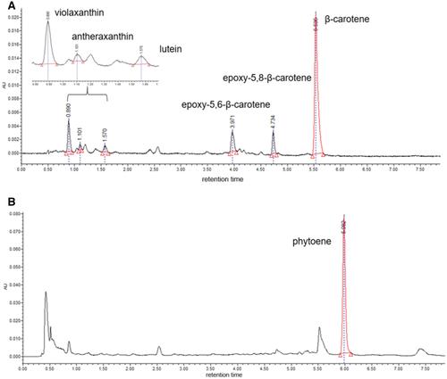 Cassava Metabolomics and Starch Quality