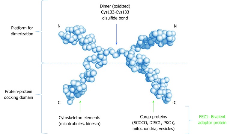 Fasciculation and elongation zeta proteins 1 and 2: From structural flexibility to functional diversity.