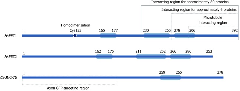 Fasciculation and elongation zeta proteins 1 and 2: From structural flexibility to functional diversity.