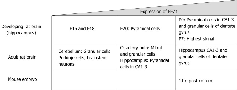 Fasciculation and elongation zeta proteins 1 and 2: From structural flexibility to functional diversity.