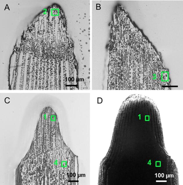 Growth and regrowth of adult sea urchin spines involve hydrated and anhydrous amorphous calcium carbonate precursors