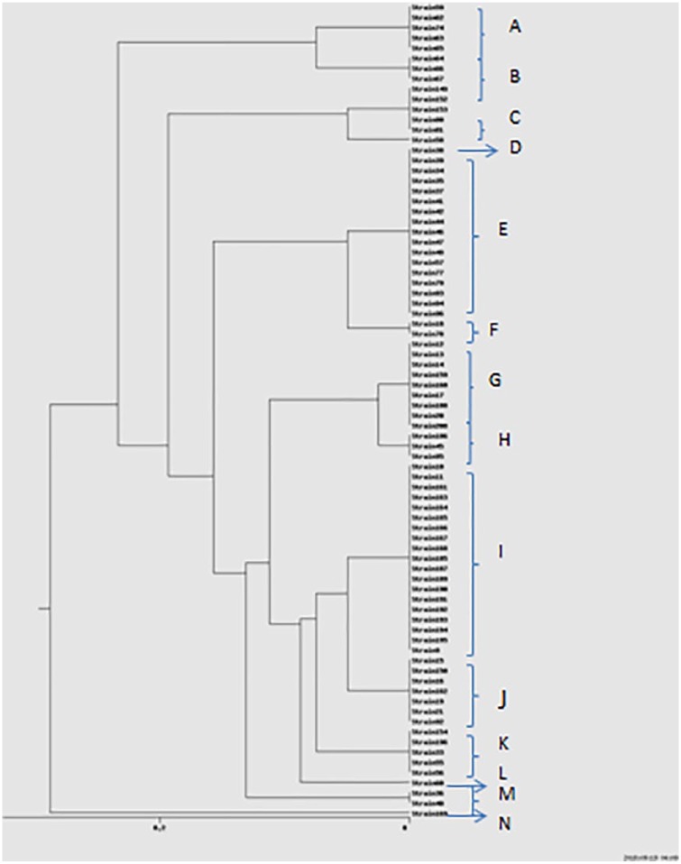 Molecular identification and genotyping of <i>Acinetobacter baumannii</i> isolated from burn patients by PCR and ERIC-PCR.