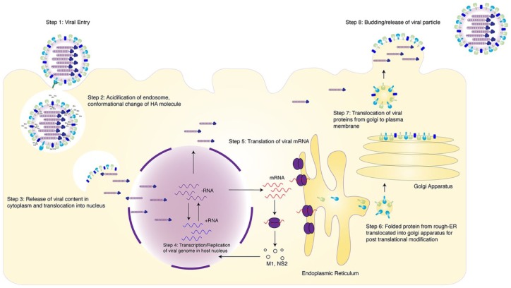 A review of H5Nx avian influenza viruses.