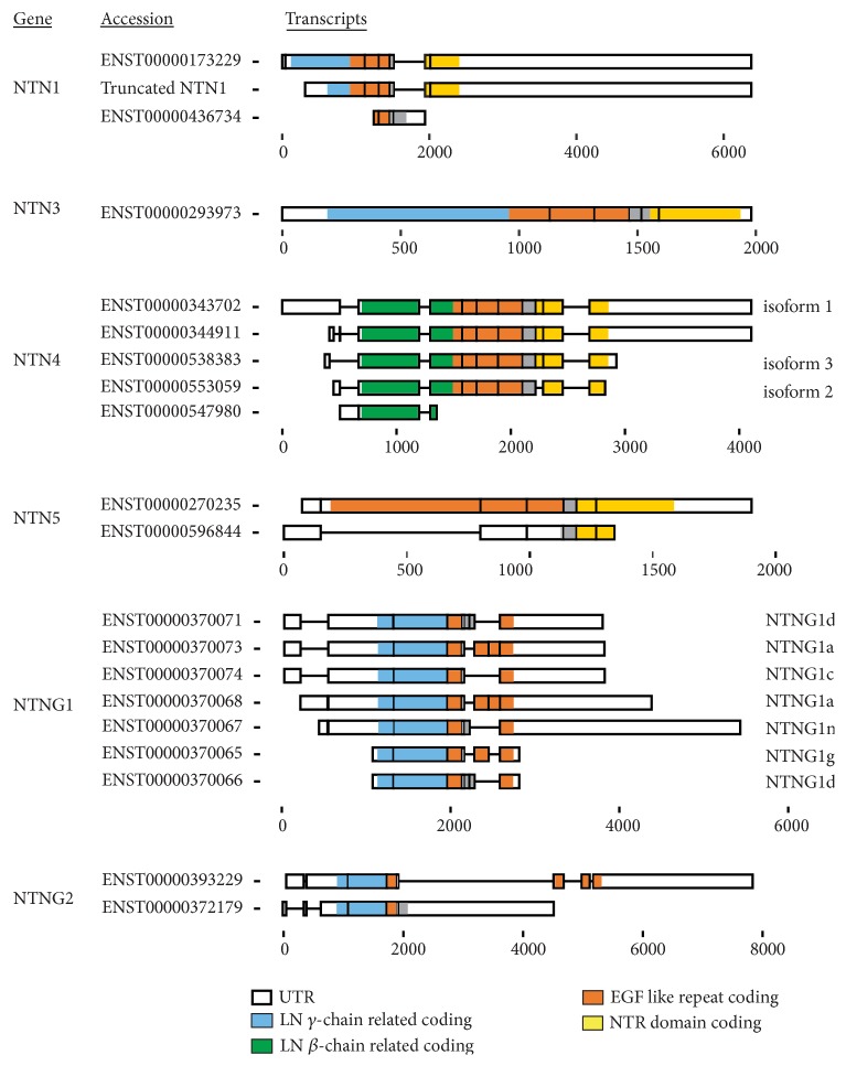 Netrin Family: Role for Protein Isoforms in Cancer.