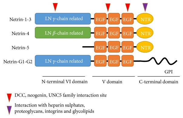 Netrin Family: Role for Protein Isoforms in Cancer.