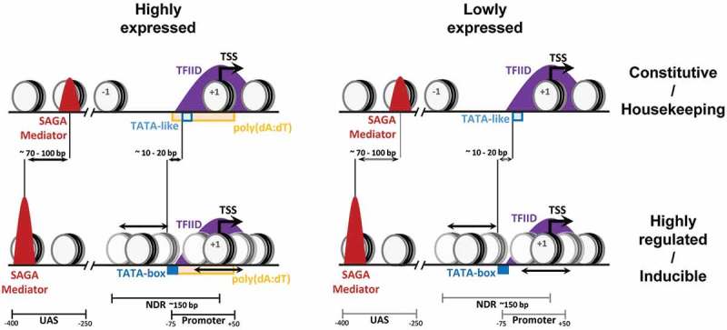 Global role for coactivator complexes in RNA polymerase II transcription.