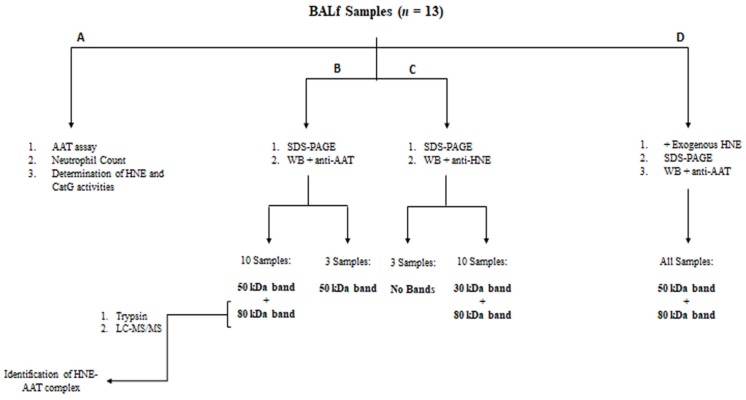 A Pilot Study to Investigate the Balance between Proteases and α1-Antitrypsin in Bronchoalveolar Lavage Fluid of Lung Transplant Recipients.