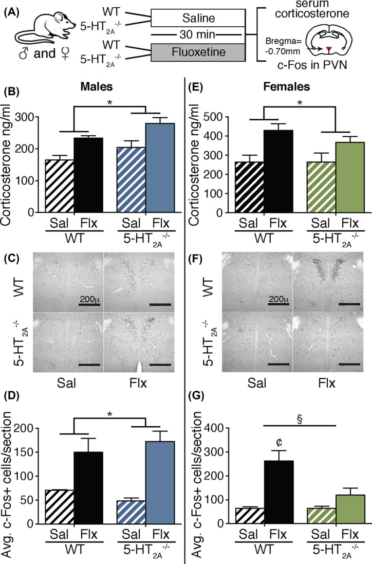 5-HT<sub>2A</sub> receptor loss does not alter acute fluoxetine-induced anxiety and exhibit sex-dependent regulation of cortical immediate early gene expression.