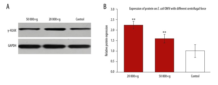 Escherichia Coli Outer Membrane Vesicles Induced DNA Double-Strand Breaks in Intestinal Epithelial Caco-2 Cells.