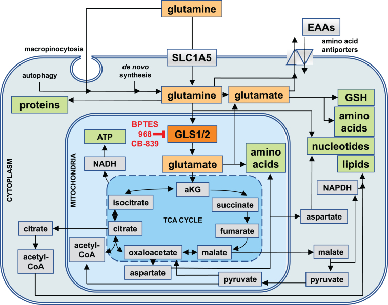 The 'Achilles Heel' of Metabolism in Renal Cell Carcinoma: Glutaminase Inhibition as a Rational Treatment Strategy.