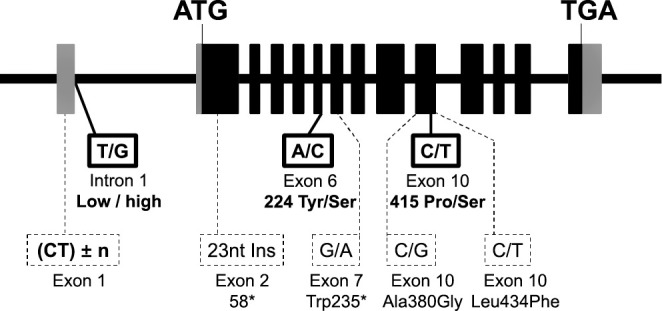 Three Major Nucleotide Polymorphisms in the <i>Waxy</i> Gene Correlated with the Amounts of Extra-long Chains of Amylopectin in Rice Cultivars with S or L-type Amylopectin.