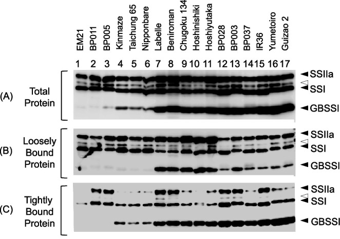 Three Major Nucleotide Polymorphisms in the <i>Waxy</i> Gene Correlated with the Amounts of Extra-long Chains of Amylopectin in Rice Cultivars with S or L-type Amylopectin.