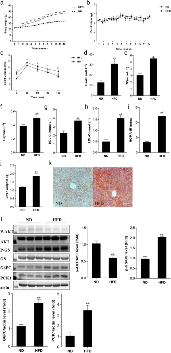 High-throughput sequencing of small RNAs and analysis of differentially expressed microRNAs associated with high-fat diet-induced hepatic insulin resistance in mice.