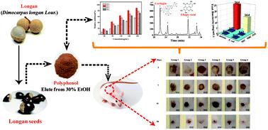 Protective effects of polyphenolic extracts from longan seeds promote healing of deep second-degree burn in mice