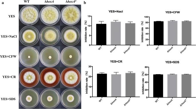 HexA is required for growth, aflatoxin biosynthesis and virulence in Aspergillus flavus