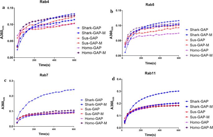 A fragment activity assay reveals the key residues of TBC1D15 GTPase-activating protein (GAP) in Chiloscyllium plagiosum