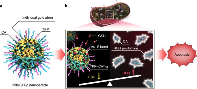 Carbon-dot-supported atomically dispersed gold as a mitochondrial oxidative stress amplifier for cancer treatment