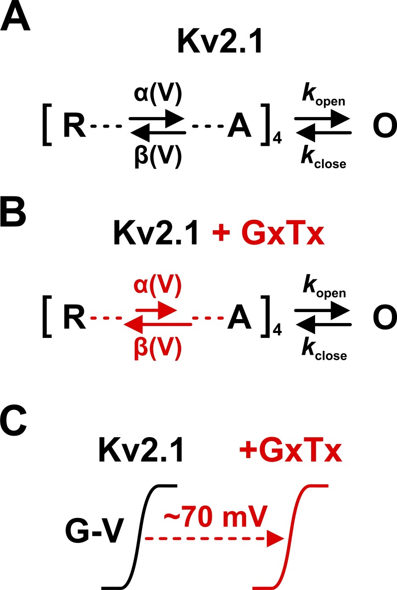 Unlocking the gating mechanism of Kv2.1 using guangxitoxin.