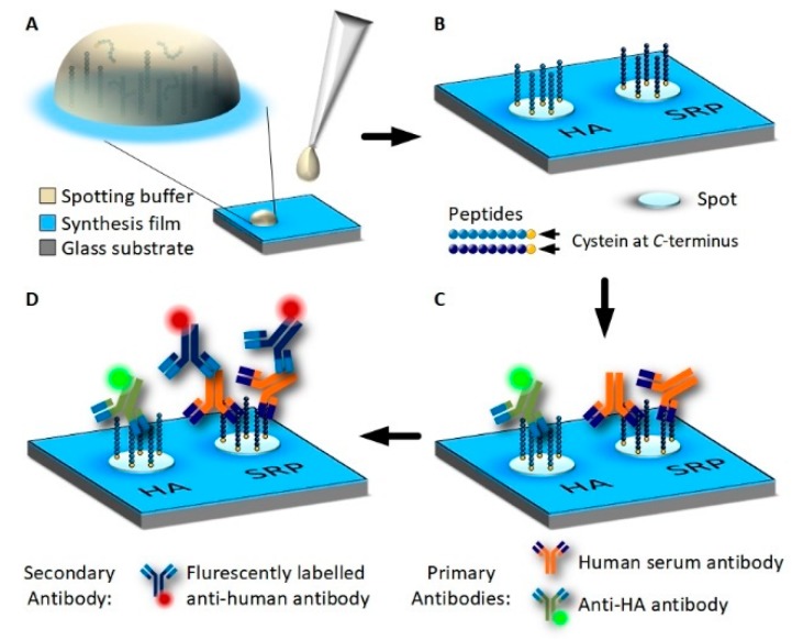 Vertical Scanning Interferometry for Label-Free Detection of Peptide-Antibody Interactions.