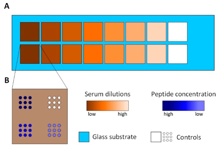 Vertical Scanning Interferometry for Label-Free Detection of Peptide-Antibody Interactions.