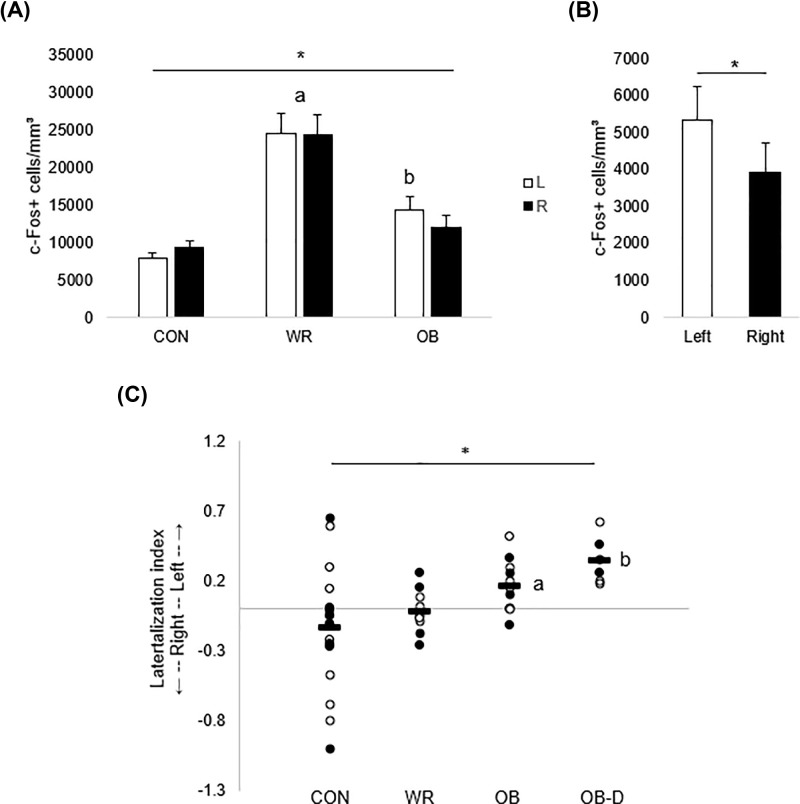 Behavioral state-dependent lateralization of dorsal dentate gyrus c-Fos expression in mice.